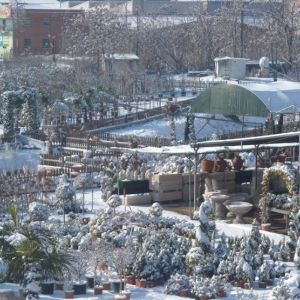 venta plantas Fuenlabrada