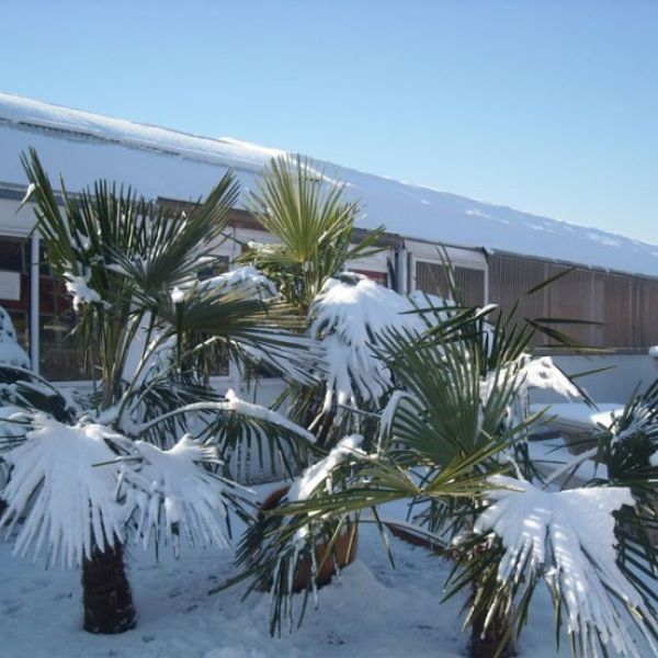 venta de plantas en Fuenlabrada